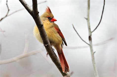 Female Cardinal Photographed This Weekend Nature Photography