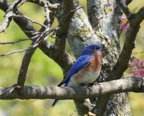 My Little Bluebird Photograph By Rosanne Jordan