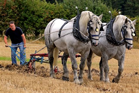 Horses In Harness Free Stock Photo Public Domain Pictures