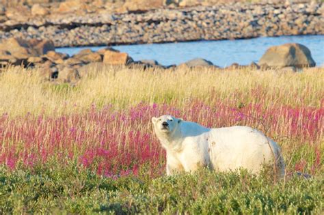 Polar Bear In The Tundra Stock Image Image Of Arctic 34228545