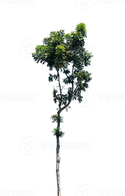 Single Tree For Nature Element Isolated 24657212 Png