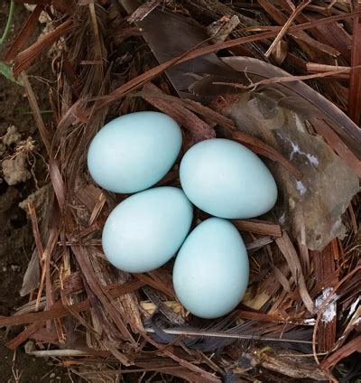 They reproduce twice a year, and both males and. European Starling egg identification and comparison by size: House Wren, Tufted Titmouse, Black ...