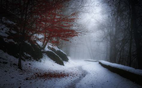 Nature Landscape Winter Snow Trees Leaves Path Mist France