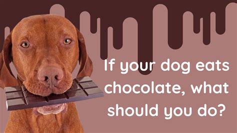 Is It Bad To Give Your Dog Chocolate