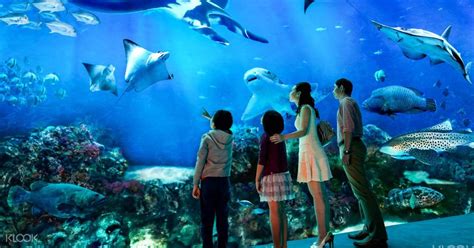 Sea Aquarium Ticket Sentosa Singapore Klook