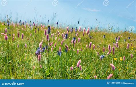 Alpine Summer Flower Meadow Stock Photo Image Of Flowers Sunny