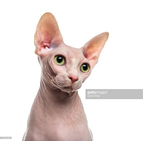 Stock Photo Close Up Of A Sphynx Spinx Cat Cute Hairless Cat Cat