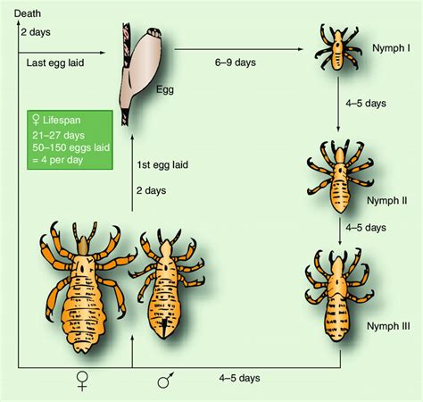 Head Lice Life Cycle Stages Images And Photos Finder