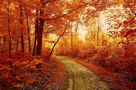 1920x1080px 1080p Free Download Autumn Walk Fall Autumn Leaves