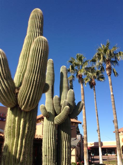 Its Not Everyday You See A Saguaro Cactus Right Next To A Palm Tree