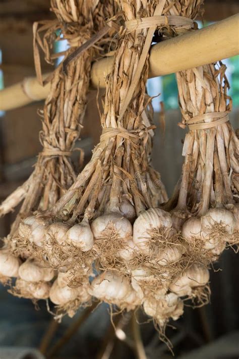 Hanging Garlic On Drying Rack Stock Photo Image Of Spicy Group 79370022