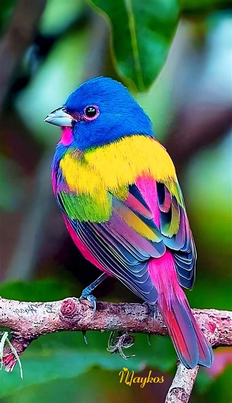 Most Beautiful Birds Pretty Birds Rare Birds Exotic Birds Colorful