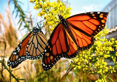 Gallianmachi Monarch Butterfly