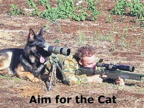 Pin By Clay Kasserman On Dogs With Guns Military Dogs Funny Animal