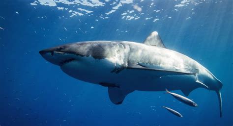 Not only is it the largest shark ever to have lived, but it is also quite possibly the largest fish. Le mégalodon : le prédateur des océans le plus terrifiant