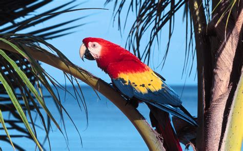The cure for boring phone disease. Parrot Scarlet Macaw wallpapers and images - wallpapers, pictures, photos