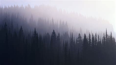 Download Foggy Evergreen Forest Wallpaper Landscapes Trees By