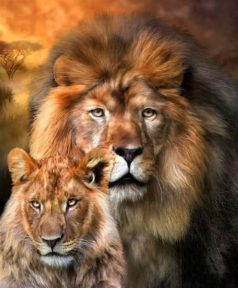 Lions Male And Female Beautiful Lion Lions Lion Pictures