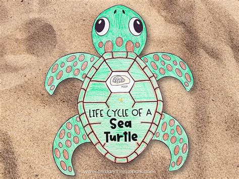Free Printable Life Cycle Of A Sea Turtle Printable B Vrogue Co