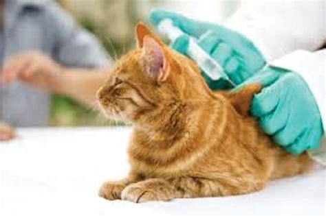 If your cat is sneezing a lot, your veterinarian may initially suspect a cause based on a review of your cat's symptoms. Warning Signs on a Cat: Sneezing, Watery Eyes and Runny ...