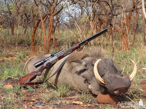 165 Inch Warthog Hunted In Car With Central African Wildlife