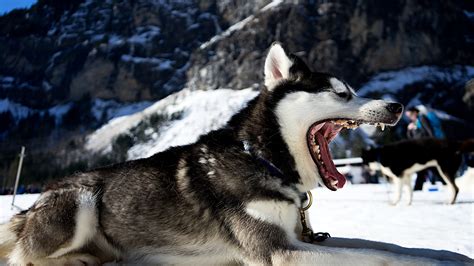 Siberian Husky Wolf Animals Landscape Snow Nature Hd Wallpapers