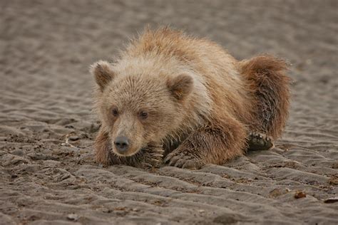 Ak100459 2 Brown Bears Taken At Silver Salmon Creek Lodge Flickr