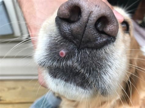 Red Raised Bump On Upper Lip Area Histiocytoma Golden Retriever Dog
