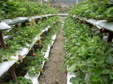 Strawberry farms in cameron highlands are very popular mainly because of its cold weather which is ideal for growing this fruit. Homestay-Chalet-Malaysia: KHM Strawberry Farm, Taman Sedia ...