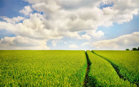 Summer Fields Wallpaper Wallpapersafari