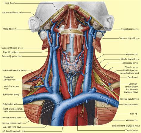 Neck Vains And Artories Veins And Nerves Of The Neck Stock Photo