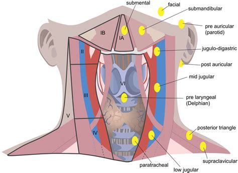 The lymph nodes in the neck have historically been divided into at least six anatomic neck lymph node levels for the purpose of head and neck cancer staging and therapy planning. ENT for medical students: NOSE - Anatomy & Physiology