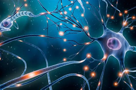 How Neurons Form Long Term Memories — Harvard Gazette