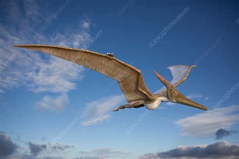 Pteranodon In Flight Illustration Stock Image F0201154 Science