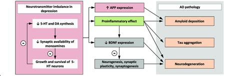 Impact Of Neurotransmitter Imbalance In Depression On Ad Pathology