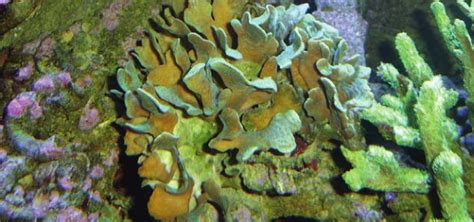 Lettuce Coral Species Tropical Fish Hobbyist Magazine