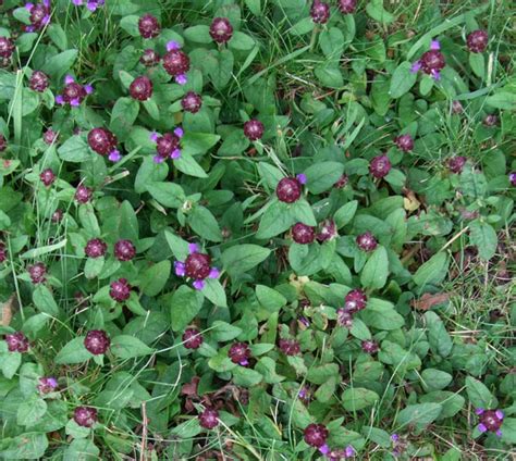 Purple Flower Weed In Grass Serina Francisco