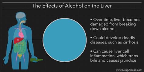 The Effects Of Alcohol On The Body