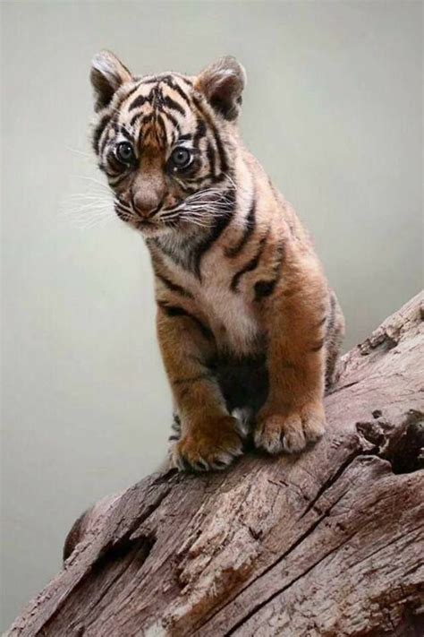 Cute Little Baby Tiger Cub A Pinterest Baby