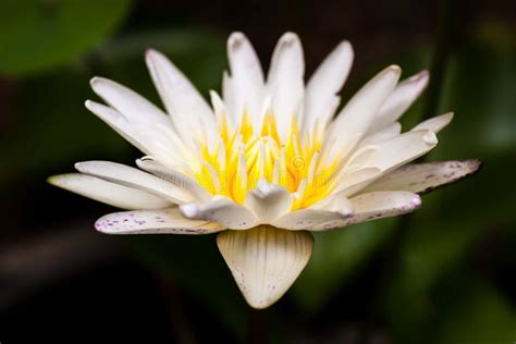 Yellow Pollen Of Lotus Flower On Black Background Stock Image Image