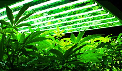 8 harvesting tools every cannabis grower needs express smoke shop