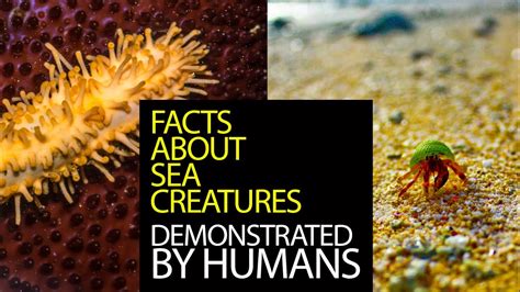 6 Facts About Sea Creatures Demonstrated By Humans Youtube