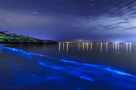 Bioluminescent Bays In Puerto Rico Tours Directions