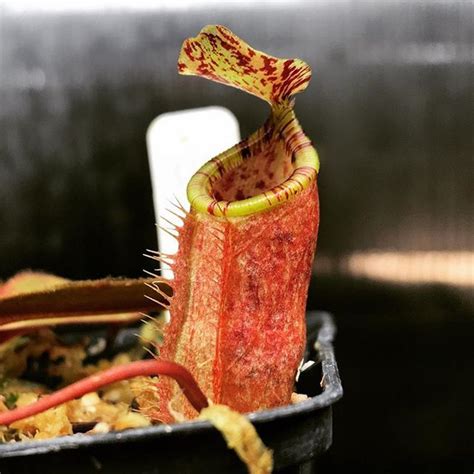 Nepenthes Attenboroughii Plantsforsale Nepenthes