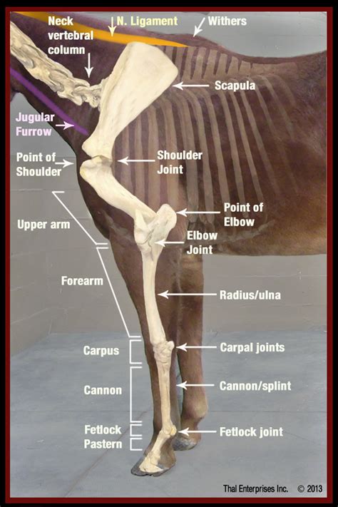 Horse Leg Anatomy Diagram