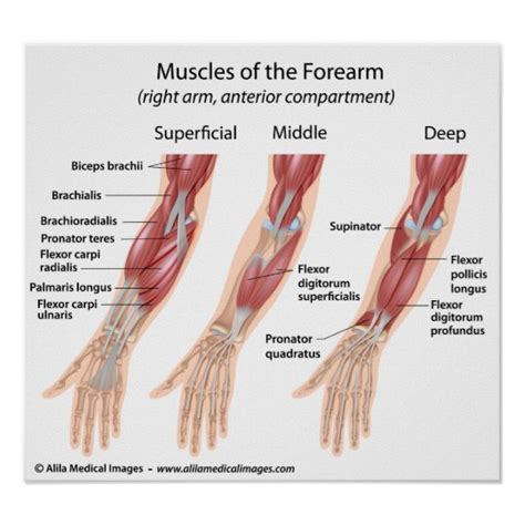 The blood supply to the tibialis anterior muscle comes primarily from the in general, muscles of this compartment help to flex the foot in an upward direction at the ankle and also extend the toes. Forearm flexor muscles, labeled drawing. poster | Zazzle.com