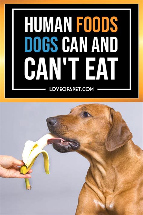 4 Health Dog Food Recipe Thats Liw Fat Increasing His Fat Intake Or