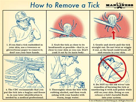 How To Remove A Tick An Illustrated Guide The Art Of Manliness