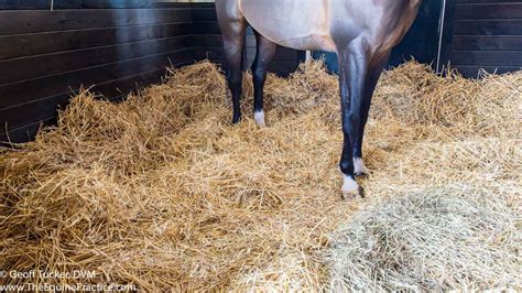 Bedding Straw The Horses Advocate