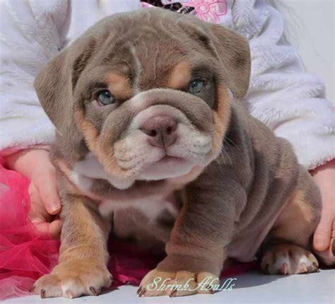Mum is our coco who is a black tri who is from fully health tested parents and has amazing. lilac tri color akc english bulldog puppy omg! I need this ...